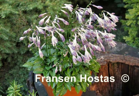 Hosta Collector's Choice